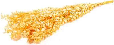 Produktbild von Ruscus getrocknet Bund Mäusedorn 7 Farben Trockenfloristik Deko Natur Naturdeko, Farbe:Pfirsich