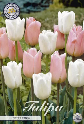 Artikelbild 2 von 'Tulpe Sweet Candy (10 Stück)' aus der Kategorie Tulpenzwiebeln