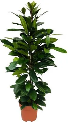 Zdjęcie produktu dla Afrykanskie drzewo figowe Ficus cyathistipula - roslina doniczkowa, srednica