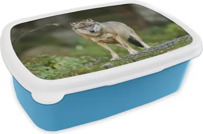 Produktbild von KitchenYeah® Lunchbox Brotzeit Brotdose 17x11 cm Wolf - Tiere - Wald Kinder Brotzeitdose - Lunch - Kunststoff  - Brotbüchse - Sandwichbox - Lunchbox für Kinder