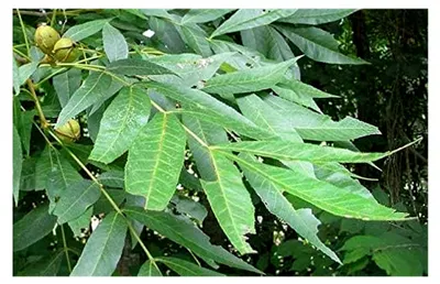 Produktbild von Bitternuss Carya cordiformis Pflanze 15-20cm