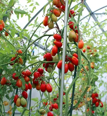 Produktbild von Wildtomate "Small Egg" 20 Samen