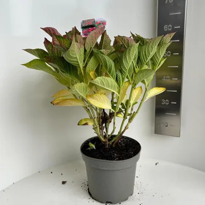 Produktbild von Hydrangea macr. Rood scherm ('Frisbee Hot Pink') - Hortensie | 40-50 cm im Topf