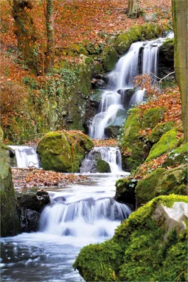 Produktbild von Wallario selbstklebendes Poster - Bach im Wald, Größe: 61 x 91,50 cm