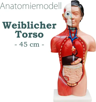Produktbild von Anatómia tela Anatomický model tela Model bábiky Torzo ženy s orgánmi 45 cm Ženské ľudské telo s 13 časťami Ľudský anatomický model Orgán MedMod