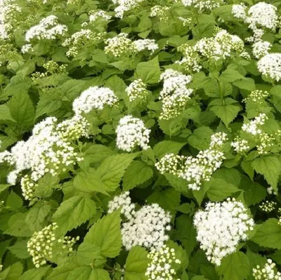 Immagine prodotto di 6 x Eupatorium rugosum 'Braunlaub'  - Eupatorium rugosum 'Braunlaub'  | Vaso 9 cm x 9 cm