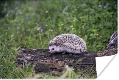 Produktbild von MuchoWow® Poster Igel auf Baumstumpf 120x80 cm - Bilder