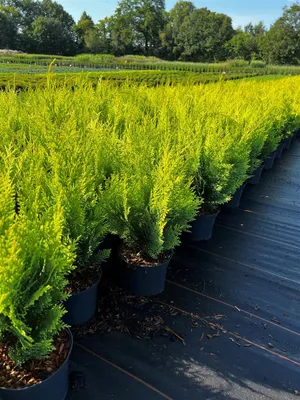 Produktbild von Chamaecyparis lawsoniana 'Stardust', Gelbe Scheinzypresse, 40–50 cm