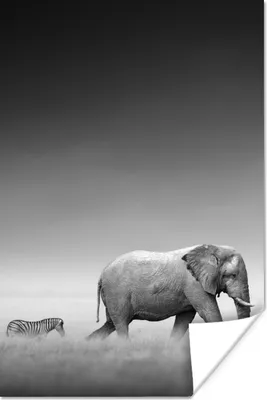 Produktbild von MuchoWow® Poster Elefant - Tiere - Landschaft - Schwarz und weiß - Zebra 120x180 cm - Kunstposter