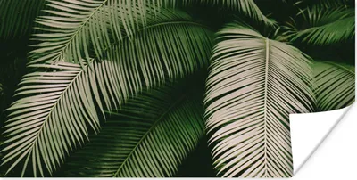 Produktbild von MuchoWow® Poster Palmwedel - Sommer - Tropisch 120x60 cm - Bild
