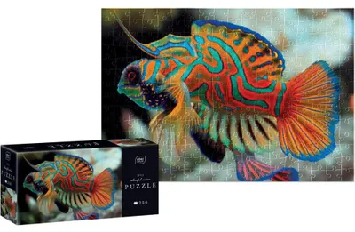 Image de INTERDRUK Puzzle Nature colorée : mandarines 250 pièces