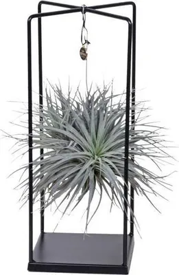 Obrázok produktu pre Zmes vzdušných rastlín Tillandsia – Ø 20 cm – ↕ 20–35 cm – Exotické izbové rastliny bez zeminy – Tillandsia ionantha Abdita
