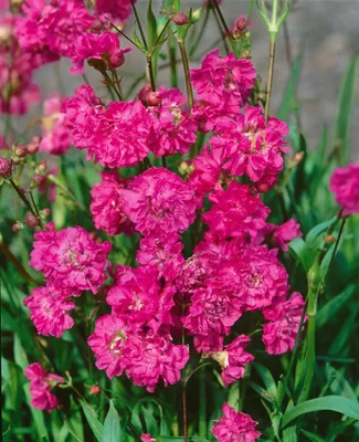 Produktbild von Lychnis viscaria 'Plena', Kuckuckslichtnelke, gefüllt, ca. 9x9 cm Topf