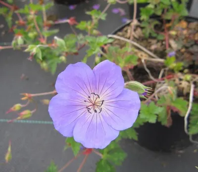 Produktbild von Storchschnabel Rozanne ® - Geranium Hybride Rozanne ®