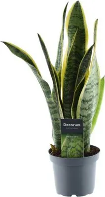 Obrázok produktu pre Sansevieria Laurentii – hadí strom – izbová rastlina – nenáročná zelená rastlina – čistí vzduch – exotická okrasná rastlina – Ø12 cm – ↕45 cm