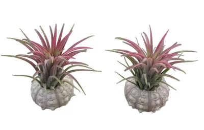 Produktbild von Bezaubernde Kombination aus Seeigelgehäuse und Tillandsia 2 er Set rosa