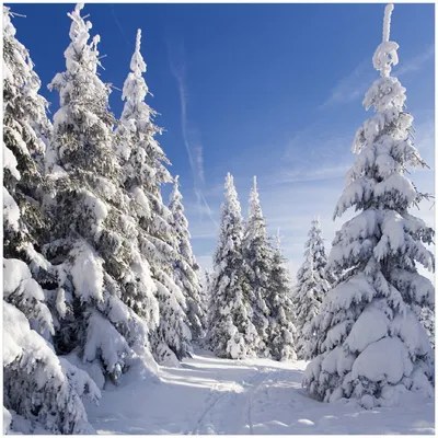 Produktbild von Wallario Premium Glasbild, freischwebende Optik, kräftige Farben, Größe 30 x 30 cm Motiv Wanderweg im Schnee