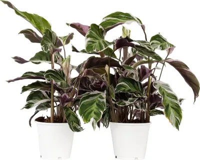 Zdjęcie produktu dla Kalatea - 2 szt - Calathea Lietzei 'White Fusion' - W30-40cm - ⌀14cm
