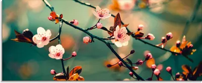 Produktbild von ARTland Glasbild Japanische Kirsch Sakura Blumen Größe: 125x50 cm
