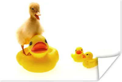 Produktbild von MuchoWow® Poster Baby-Ente in der Badewanne 60x40 cm - Schlafzimmerdekoration