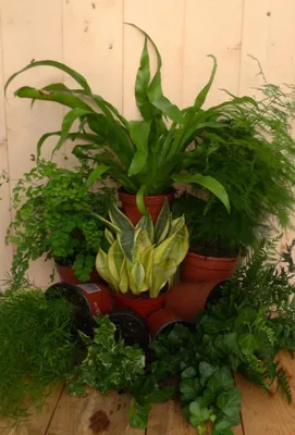 Productafbeelding van Kamerplantenpakket plantenbox circa 6 tot 10 planten Schaduw Warentuin Natuurlijk