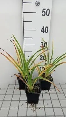 Obrázok produktu pre 6 x Hemerocallis hybr. 'White Temptation' - taglilie - Topf 9 x 9 cm