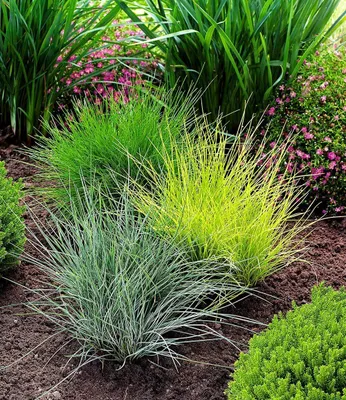 Produktbild von BALDUR Garten Gräser-Trio 3 Pflanzen Ziergräser Festuca glauca Elijah Blue, Festuca gautieri, Milium effusum Aureum, winterharte Stauden, trockenresistent, mehrjährig, blühend