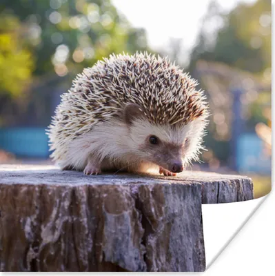 Produktbild von MuchoWow® Poster Igel - Baumstumpf - Wald 50x50 cm - Wohnzimmerdekoration