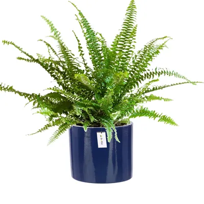 Produktbild von Blumentopf Blumenübertopf Gehäuse Farbe Dunkelblau Rund Ø 12,5cm H 12cm Glanz Oberfläche Modern Glamour