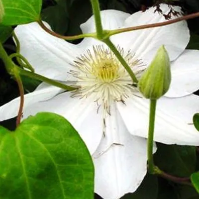 Immagine prodotto di 2 x  Waldrebe  - Clematis 'Mevrouw Le Coultre'  | 50-60 cm in contenitore