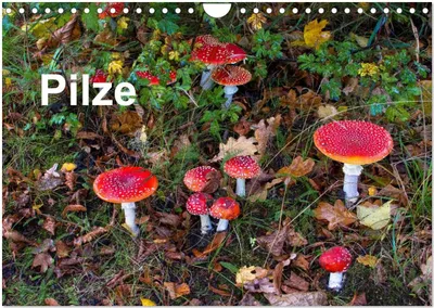 Produktbild von Pilze (Wandkalender 2025 DIN A4 quer), CALVENDO Monatskalender