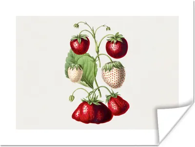 Produktbild von MuchoWow® Poster Erdbeeren - Pflanze - Lebensmittel 120x90 cm - Wandbild