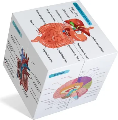 Produktbild von Mensliche Anatomie Studiekubus Set - Anatomie Poster für Medizinstudenten, 9 Teile Anatomie Modell, Herz, Muskel, Skelett, Verdauung, Blutkreislauf