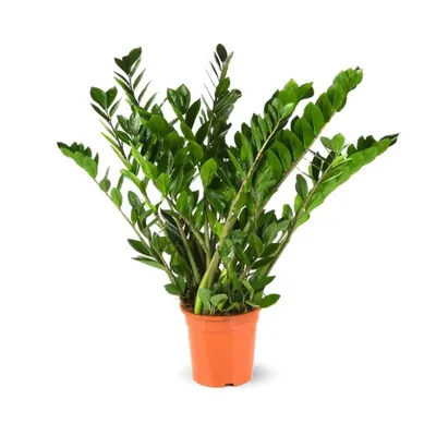 Image de Zamioculcas zamiifolia - plante zz - ↕ 70-80 cm - ⌀ 17 cm - plante d'intérieur - succulente