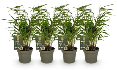 Produktbild von GreenboutiQ - Bambus - Fargesia rufa - Grün - 4 Pflanzen - Immergrün - Nicht Ausbreitend - Topf 14cm Höhe 35cm