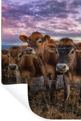 Produktbild von MuchoWow® Wandtattoo Wandsticker Wandaufkleber Kuh - Tiere - Kühe 60x90 cm Selbstklebend und Repositionierbar - Sticker - Dekorfolie