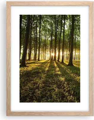 Produktbild von Gerahmtes Poster - Rahmen in heller Eiche - Wald grün Sonnenstrahlen Natur - 30x40 cm - Wand Bild - Wanddeko - Wandbilder - Wandposter - Bilderrahmen - Bilder - Kunstdruck - Wandbild - P2NPA30x40-2510