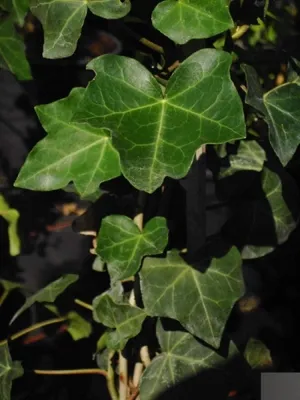 Produktbild von Hedera helix Hibernica - Grossblättriger Irischer Efeu 60-100