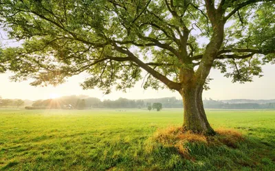 Zdjęcie produktu dla Sanders & Sanders fototapeta Natura zielonym 450 x 280 cm