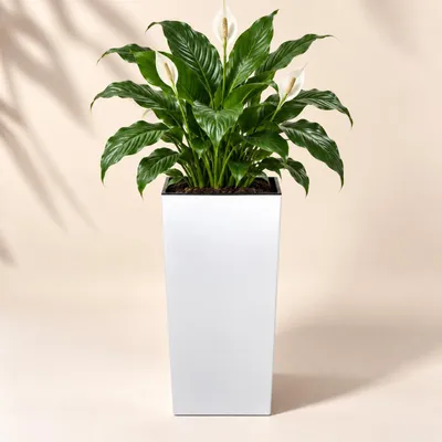 Produktbild von Prosperplast Blumentopf Urbi - weis - Kunststoff - 55 cm