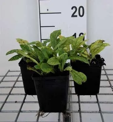 Obrázok produktu pre 6 x Pulmonaria ang. 'Azurea' - Hnedé allium - Kvetináč 9 x 9 cm