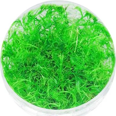 Produktbild von Eco Plant - Bacopa Myriophylloides - InVitro kleiner Becher Eco Plant