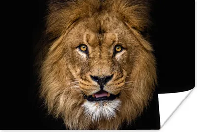 Produktbild von MuchoWow® Poster Löwe - Porträt - Schwarz - Tiere 180x120 cm - Fotoplakat