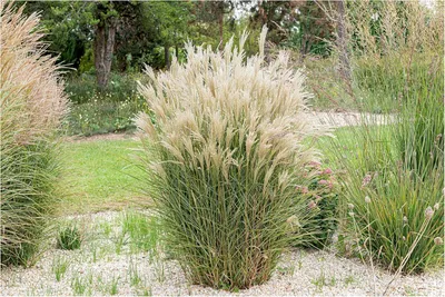 Produktbild von Stauden Gänge 1 x Miscanthus sinensis 'Kleine Fontäne' im 1 Liter Topf - Chinaschilf - Eine kompakte Schönheit voller Dynamik - Winterhart