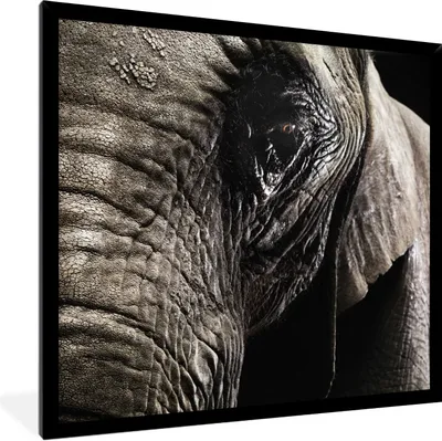 Produktbild von MuchoWow® Gerahmtes Poster Nahaufnahme eines Elefanten auf dunklem Hintergrund 40x40 cm - Poster mit Schwarzem Bilderrahmen Wandposter Rahmen Foto Bilder - Mit Rahmen - Wanddekoration Schlafzimmer