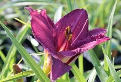Image de 6 x Hemerocallis hybr. 'Summer Wine' - hémérocalle - pot 9 x 9 cm