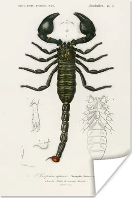 Produktbild von MuchoWow® Poster Skorpion - Jahrgang - Insekten 120x180 cm - Kunstposter