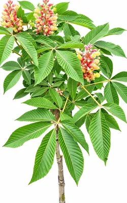 Produktbild von Zwerg - Kastanie 'Aesculus pavia Rosea Nana' Roßkastanie Hochstamm 100 - 120 cm
