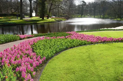 Produktbild von Premium Garden Wurzelsperre für Rasenkanten 10 m x 20 cm