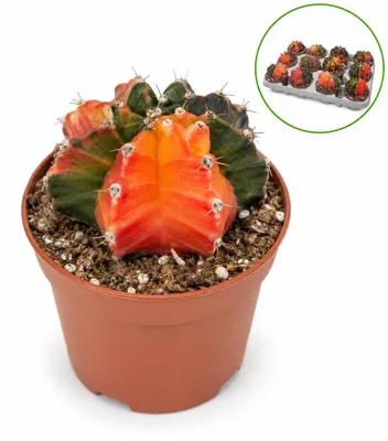 Produktbild von Gymnocalicium mihanovicii "Koi" - besonderer Erdbeerkaktus - Rarität - 8,5cm Topf 12cm hoch